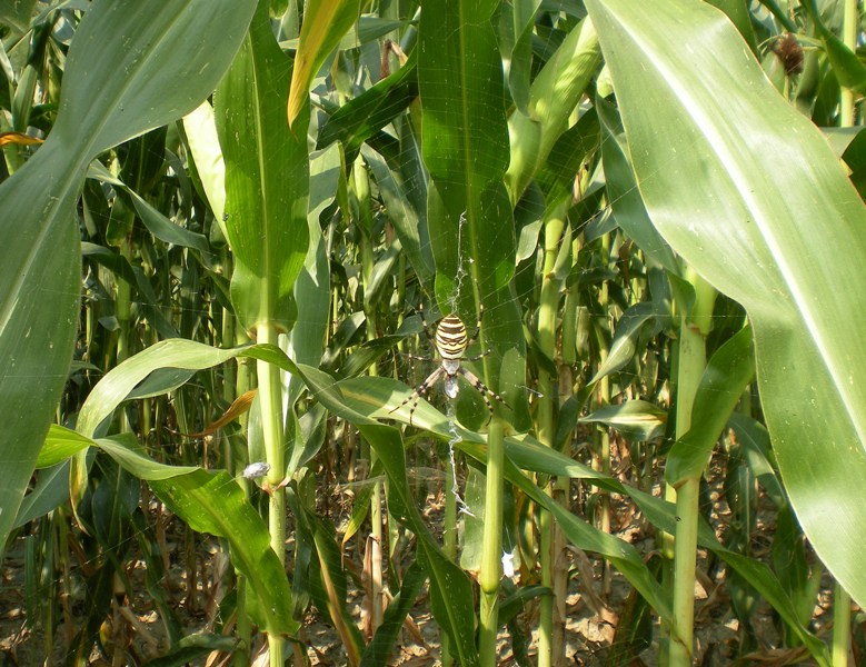 Argiope e tela